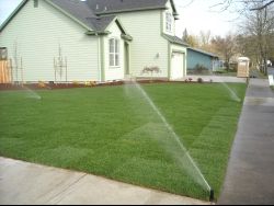 Sprinklers watering a green lawn outside of a house